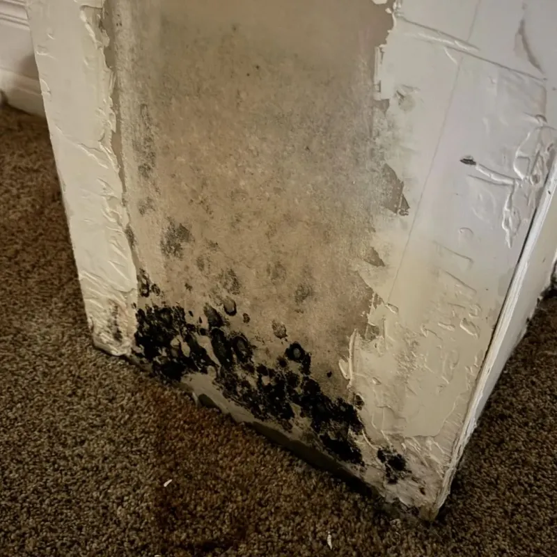Professional Mold Removal in Salix, PA